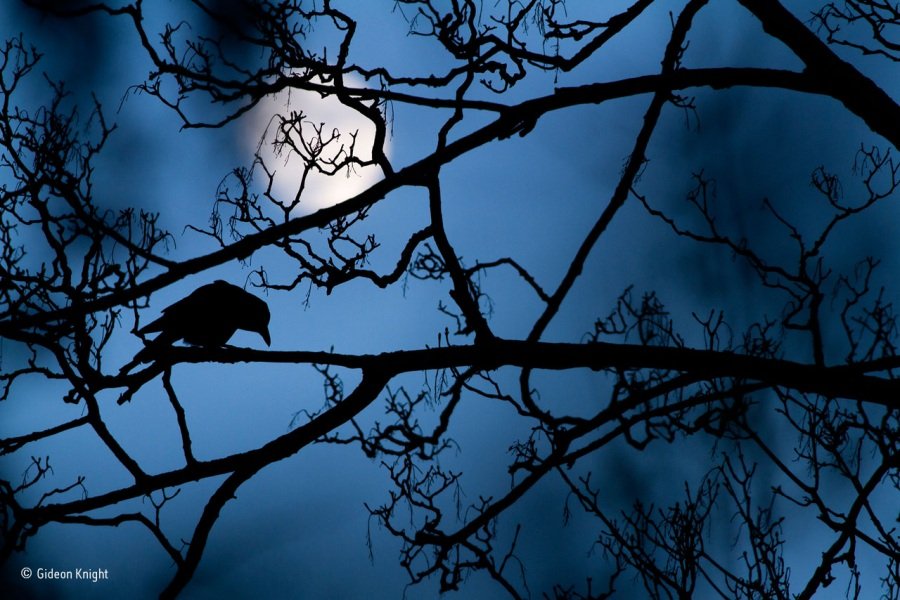 © Gideon Knight, La luna e il corvo