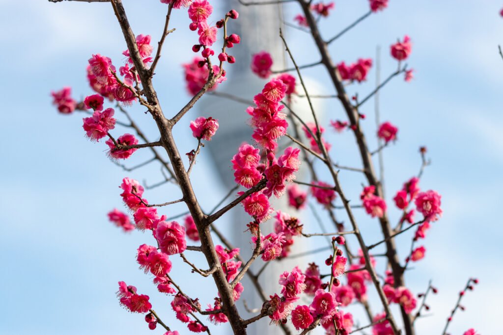 Fiore di ume (pruno) in un parco a Tokyo