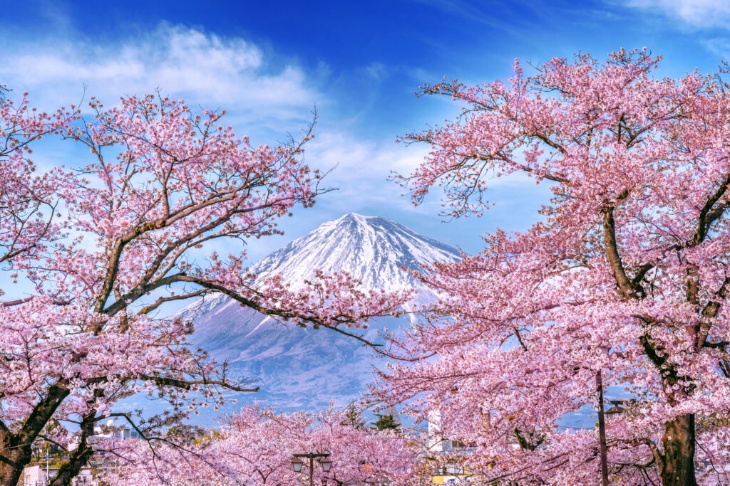 Ciliegi (sakura) in fiore davanti al monte Fuji